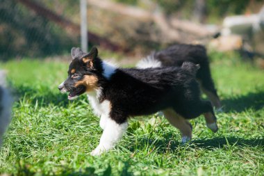 Parkta oynayan komik Avustralyalı çoban köpekleri
