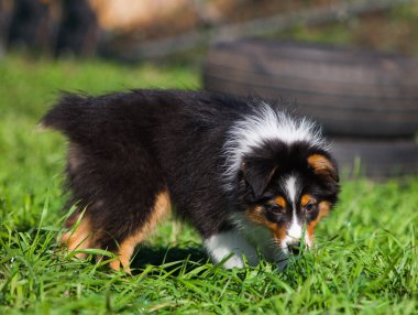 Parkta oynayan komik Avustralyalı çoban köpekleri