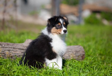 Parkta oynayan komik Avustralyalı çoban köpekleri