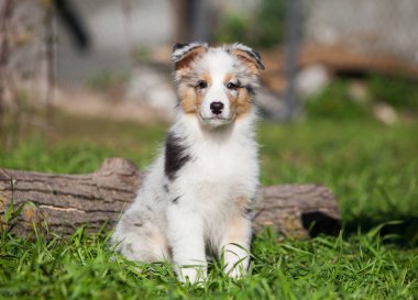 Parkta oynayan komik Avustralyalı çoban köpekleri
