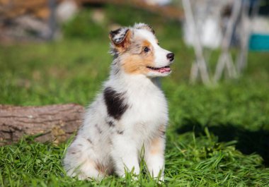 Parkta oynayan komik Avustralyalı çoban köpekleri