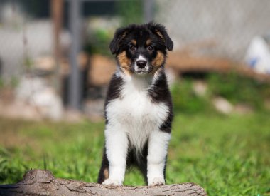 Parkta oynayan komik Avustralyalı çoban köpekleri