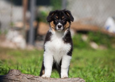 Parkta oynayan komik Avustralyalı çoban köpekleri