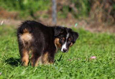 Parkta oynayan komik Avustralyalı çoban köpekleri