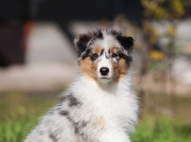 Parkta oynayan komik Avustralyalı çoban köpekleri