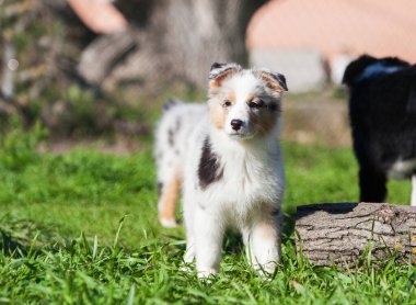 Parkta oynayan komik Avustralyalı çoban köpekleri