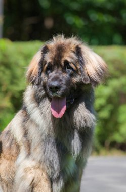 Güzel köpek cinsi Leonberger parkta
