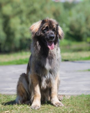 Güzel köpek cinsi Leonberger parkta