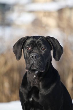 Güzel köpek, İtalyan Cane Corso.