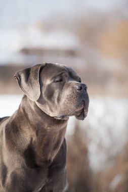 Güzel köpek, İtalyan Cane Corso.