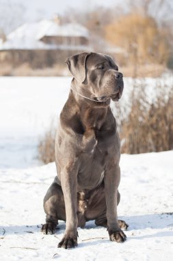 Güzel köpek, İtalyan Cane Corso.
