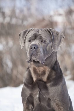 Güzel köpek, İtalyan Cane Corso.