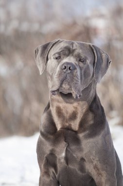 Güzel köpek, İtalyan Cane Corso.