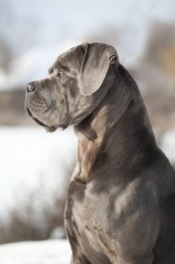 Güzel köpek, İtalyan Cane Corso.