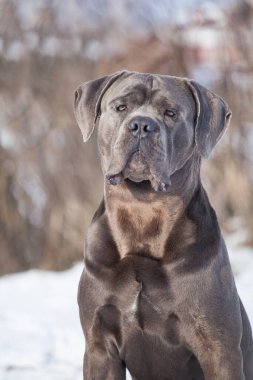 Güzel köpek, İtalyan Cane Corso.