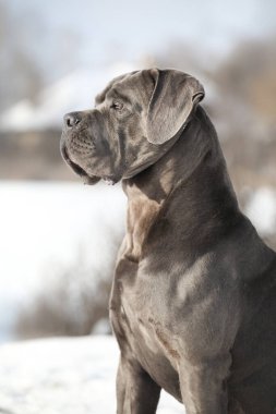 Güzel köpek, İtalyan Cane Corso.