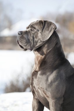 Güzel köpek, İtalyan Cane Corso.