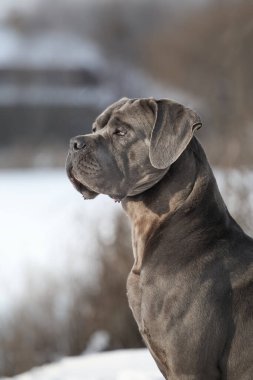 Güzel köpek, İtalyan Cane Corso.