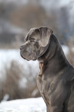 Güzel köpek, İtalyan Cane Corso.