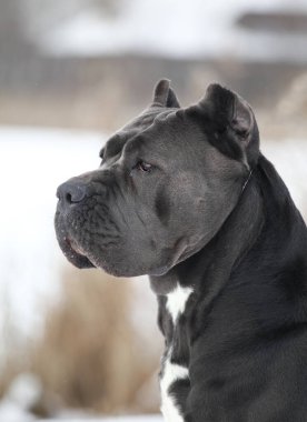 Güzel köpek, İtalyan Cane Corso.
