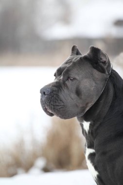 Güzel köpek, İtalyan Cane Corso.
