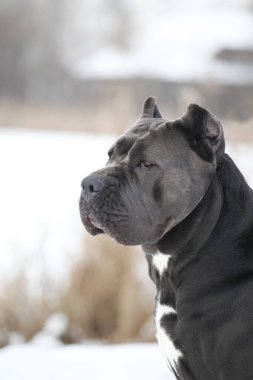 Güzel köpek, İtalyan Cane Corso.