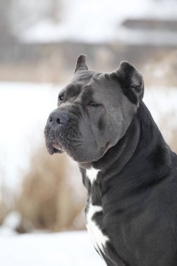 Güzel köpek, İtalyan Cane Corso.