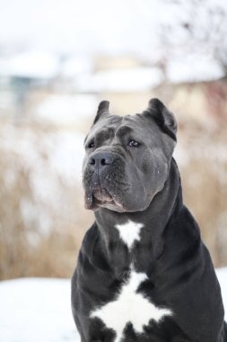 Güzel köpek, İtalyan Cane Corso.