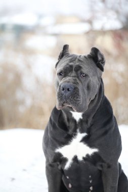 Güzel köpek, İtalyan Cane Corso.