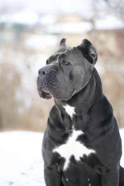 Güzel köpek, İtalyan Cane Corso.