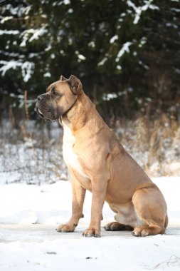 Kahverengi köpek, İtalyan Cane Corso.