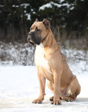 Kahverengi köpek, İtalyan Cane Corso.