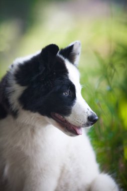 Siyah beyaz Yakutian Laika köpeği parkta.
