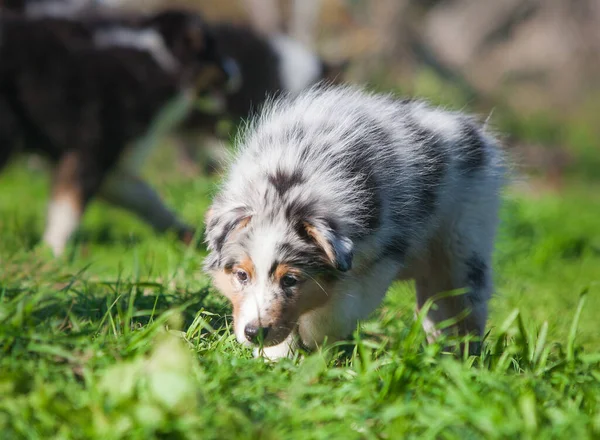 Parkta oynayan komik Avustralyalı çoban köpekleri