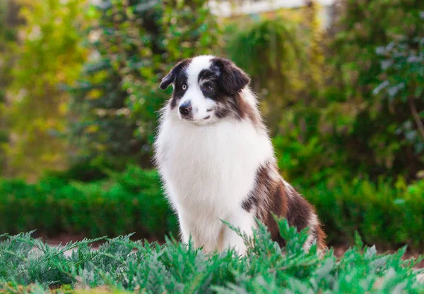 Parkta Amerikan Minyatür Çoban Merle