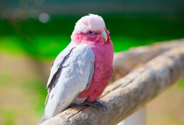 Pink cockatoo parrot in the park
