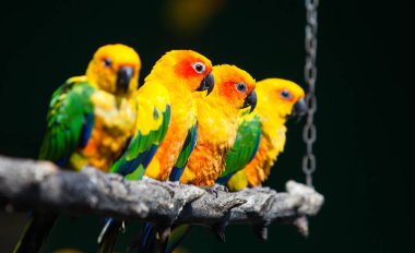 Aratinga colorful parrot in the park