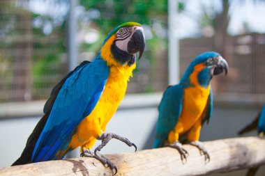 Multicolored macaw parrot in the park