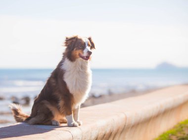 Australian Shepherd, brown color walks near the sea