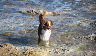Australian Shepherd, brown color walks near the sea