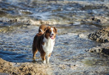 Australian Shepherd, brown color walks near the sea