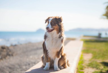 Australian Shepherd, brown color walks near the sea