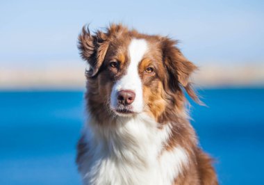 Australian Shepherd, brown color walks near the sea