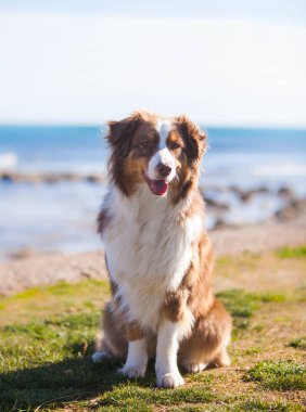 Australian Shepherd, brown color walks near the sea