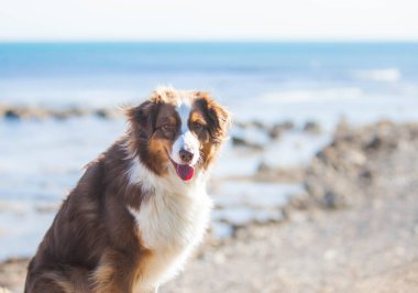 Australian Shepherd, brown color walks near the sea