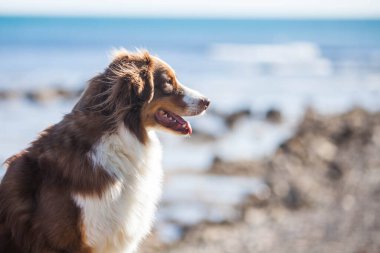 Australian Shepherd, brown color walks near the sea