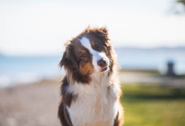 Australian Shepherd, brown color walks near the sea