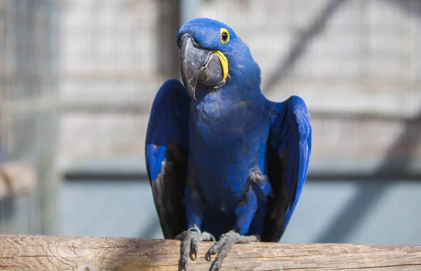 Hyacinth macaw parrot in the park