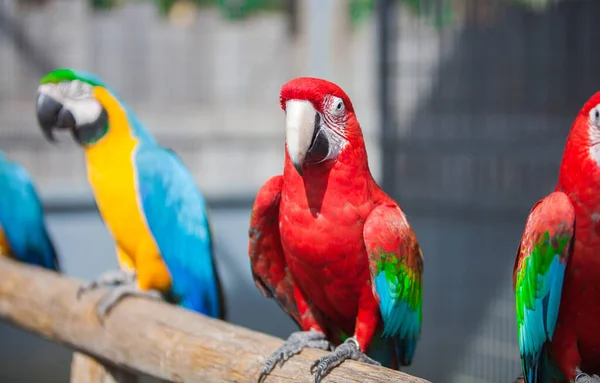 Multicolored macaw parrot in the park