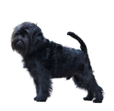 Affenpinscher beyaz arkaplanda izole